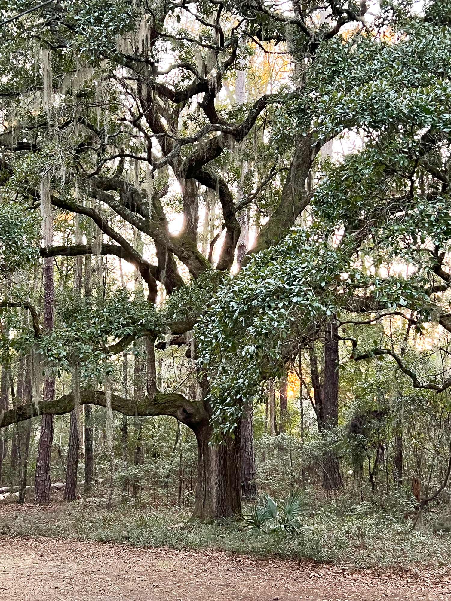 Live oaks at Wicklow Hall