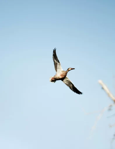 Duck flying overhead at Ducks Unlimited